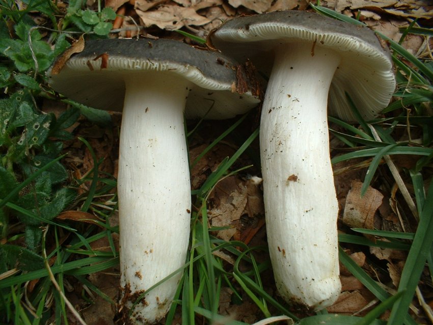 russula da determinare